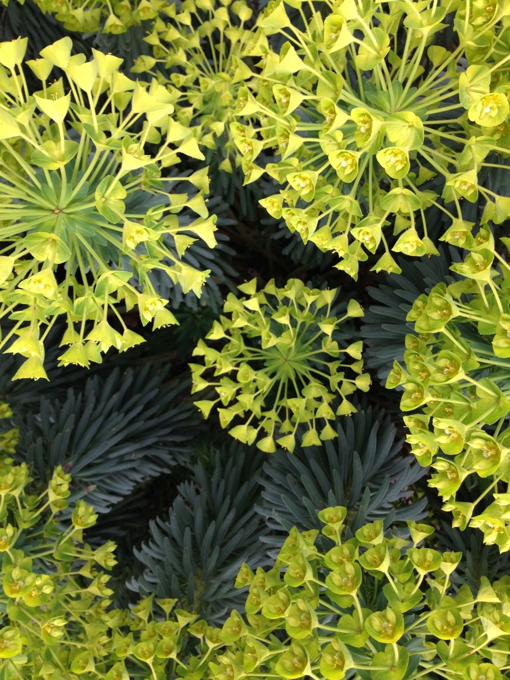 Euphorbia - Alice Becker